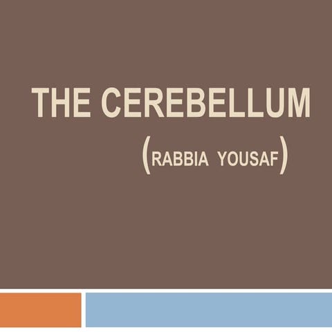 Cerebellum