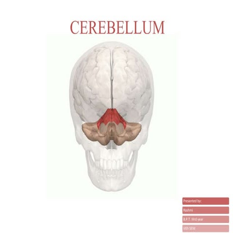 Cerebellum