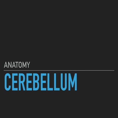 Cerebellum