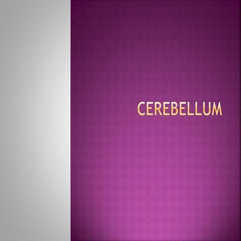 CEREBELLUM