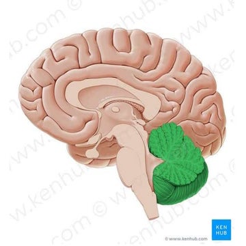 ANATOMY OF CEREBELLUM With Clinical Anatomy.pptx