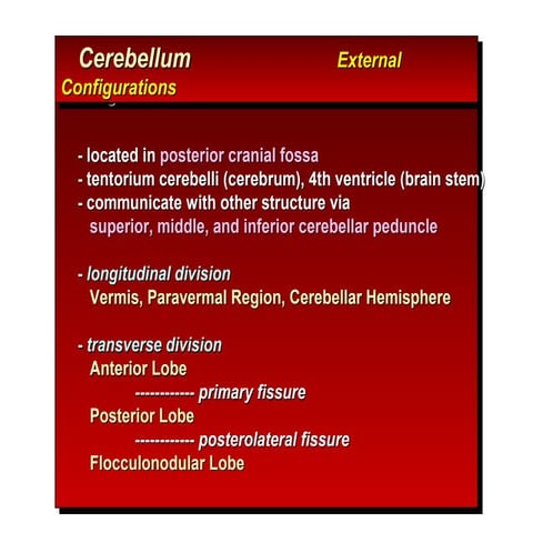 Cerebellum by prc (1)