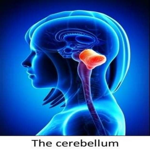 Cerebellum ppt