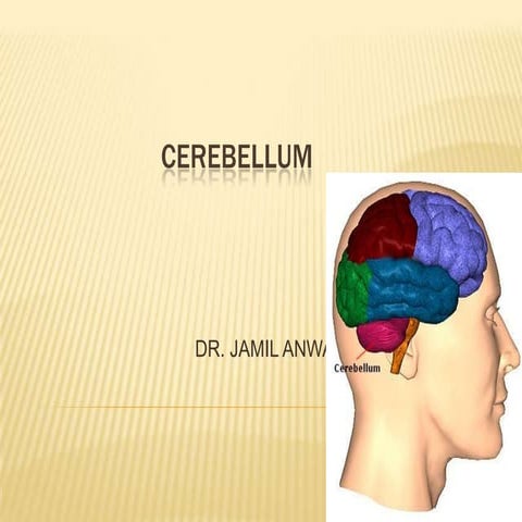 Cerebellum ibms