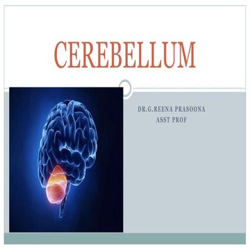 cerebellum MBBS.pptx