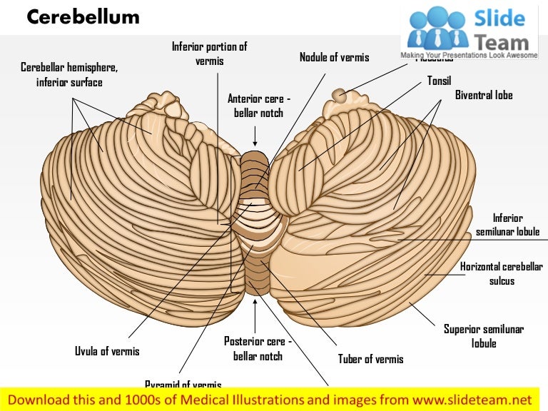 Cerebellum medical images for power point