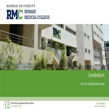 Cerebellum