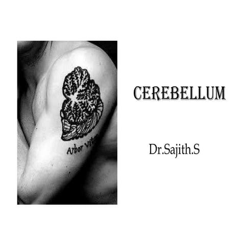 Anatomy of Cerebellum - Dr.Sajith MD RD 
