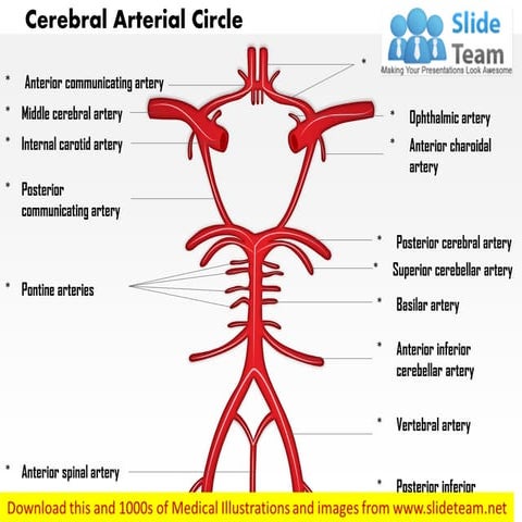 Cerebral arterial circle – circle of willis medical images for power point