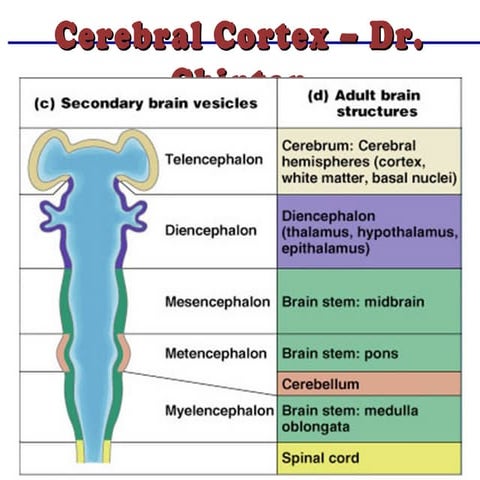 Cerebral cortex