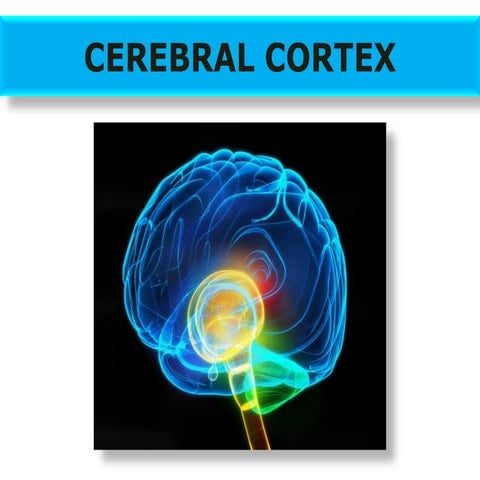 CEREBRAL CORTEX FOR BRAIN THE ORGAN OF .pdf