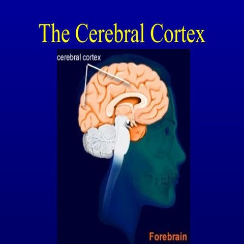 CEREBRAL CORTEX IN HUMAN BRAIN 