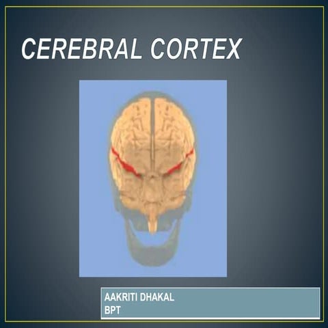 Cerebral  cortex (frontal and parietal lobe)