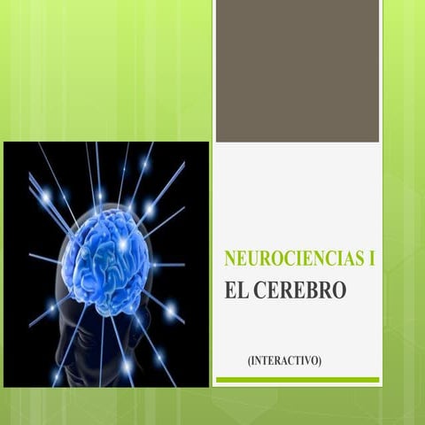 Cerebro interactivo