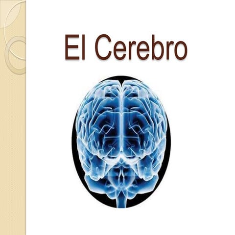Cerebroo
