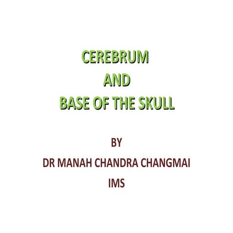 Cerebrum