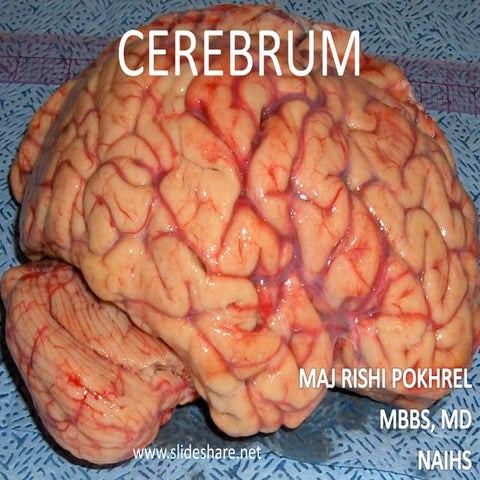 Cerebrum
