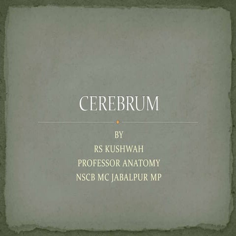 Cerebrum