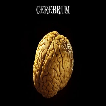 Cerebrum