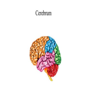 Cerebrum