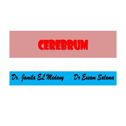 CEREBRUM (2).pdf the Superior lateral of the brain