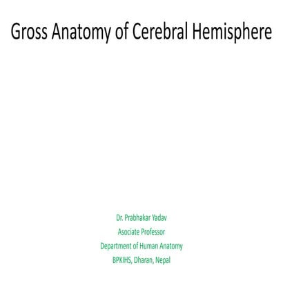 Cerebrum external features