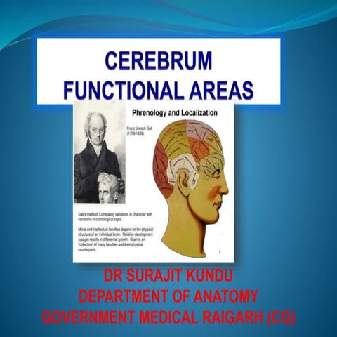 CEREBRUM - FUNCTIONAL AREAS