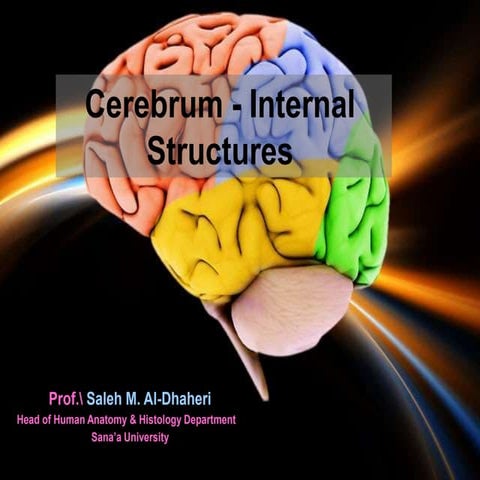 Why Is The Anterior Insula Important? – FGOYZB