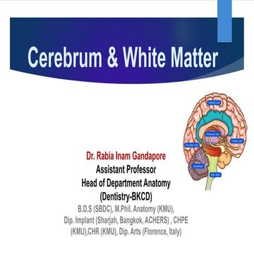 Cerebrum & White Matter and Clinical Correlations.pptx