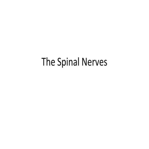 cervical plexus anatomy mbbs first year.pptx