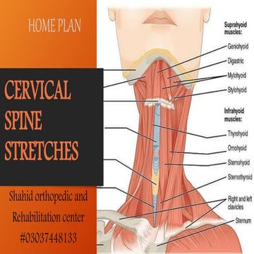 Picture of Cervical spine stretches | PPTX
