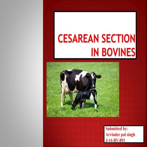 Cesarean section in bovines