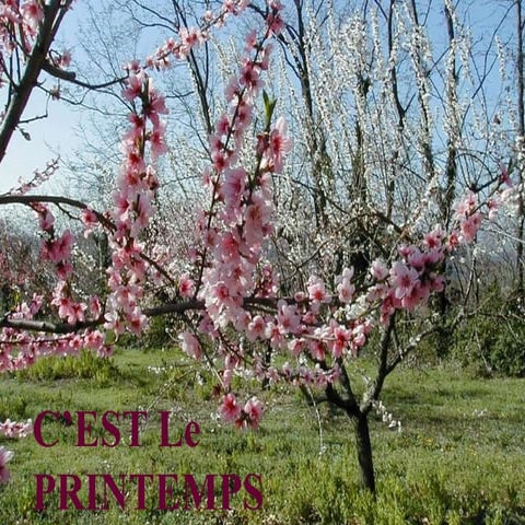C'est le printemps 