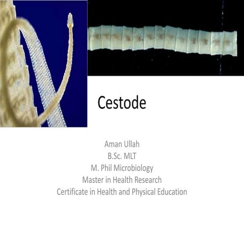 Cestode