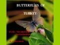 Butterflies of Turkey