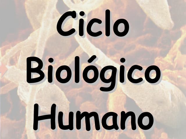 C:\Fakepath\Ciclo BiolóGico Humano