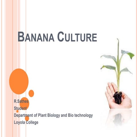Plant tissue culture techniques of Banana