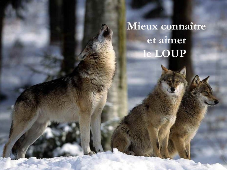 Connaitre Les Loups