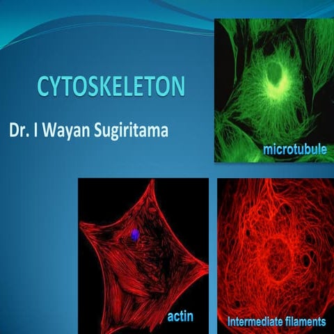 cytosceleton