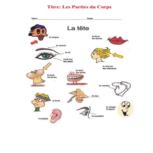 FRENCH: LES PARTIES DU CORPS