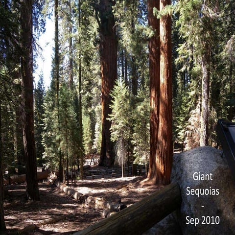 Giant Sequoias