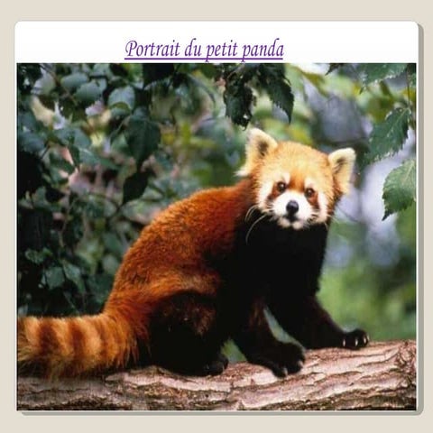 Petit panda roux | PPS