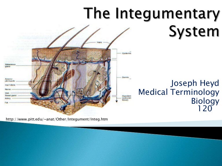 The Integumentary System