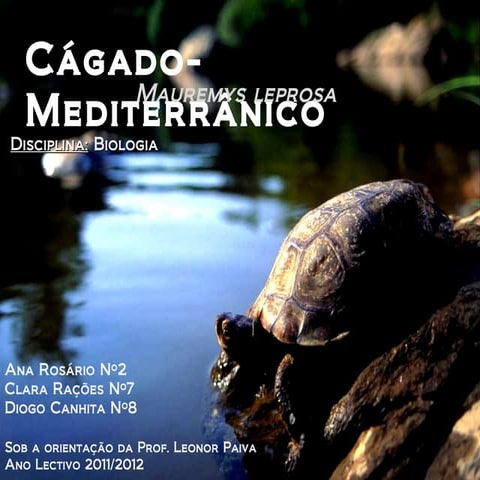 Cágado[1] | PPT