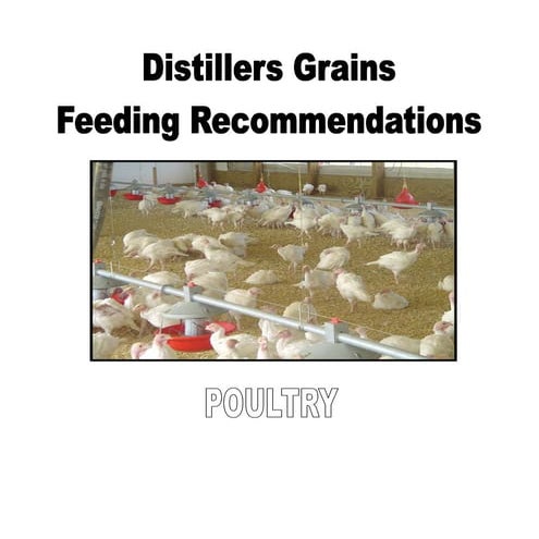 Distillers grains feeding recommendations for poultry