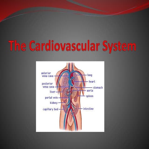 Cardiovascular System