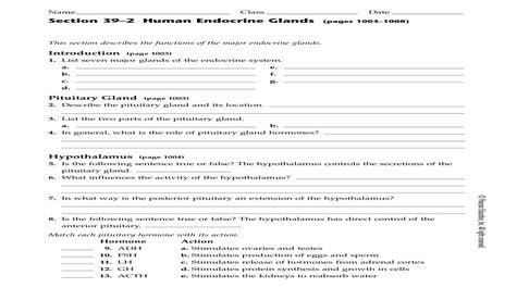 Ch. 39 1 endocrine syst WS | PDF
