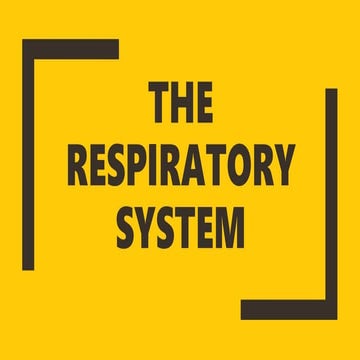 Ch.5. the respiratory system final