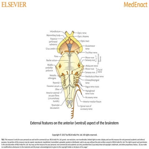 Mid brain pons and medulla ppt of neuroanatomy