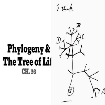 Chapter 8 26 Phylogeny Presentation AP Biology